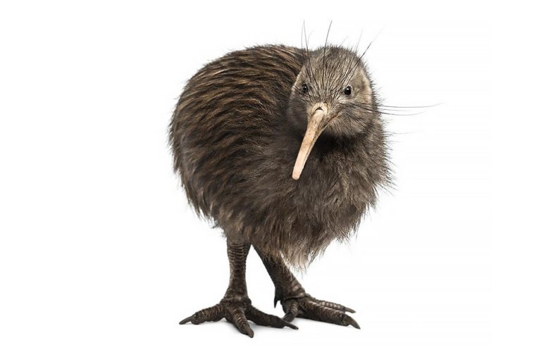oiseau kiwi