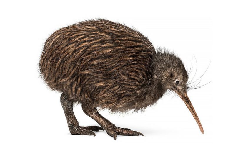kiwi oiseau