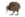 kiwi vogel